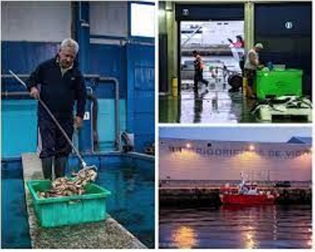 Miniature of Sea harvesting